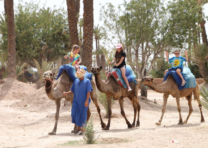 Marrakech-camel-ride-around-palm-trees-2